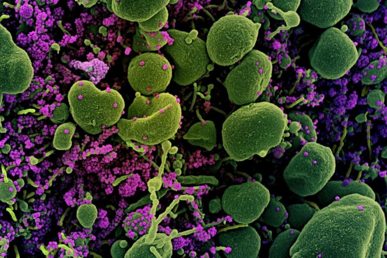Solo un nuovo caso di coronavirus in Toscana: dati e notizie del 4 giugno