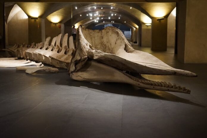 Museo Marino Marini Firenze mostra squali balene