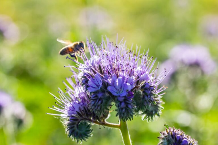Fiori a Fiorenza: i balconi di Firenze si tingono di fiori viola