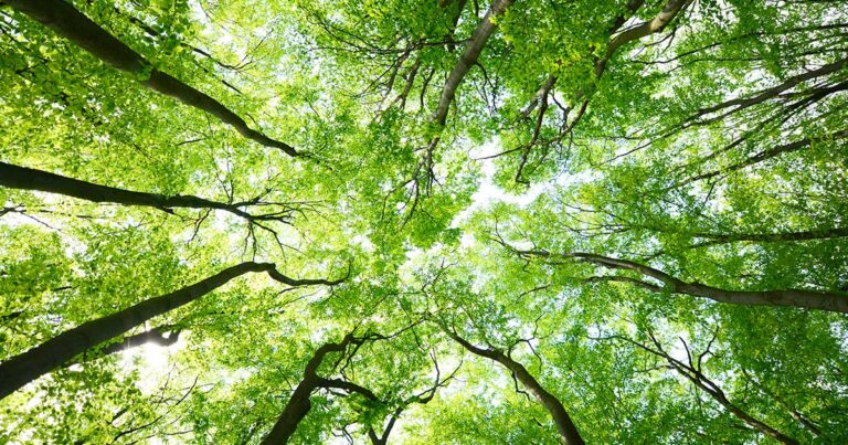 Clima, l’input della Regione: “Le città siano protagoniste”