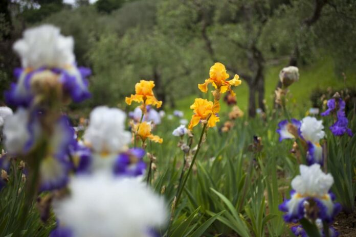giardino degli iris firenze 2021 apertura orari concorso