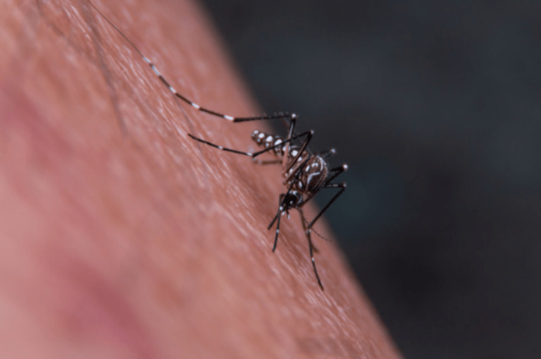 Zanzara tigre, a Firenze l’ordinanza per prevenire malattie infettive