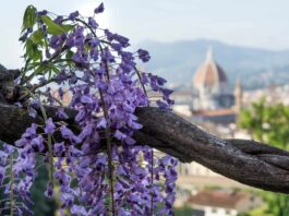 Fioriture Firenze glicine Villa Bardini