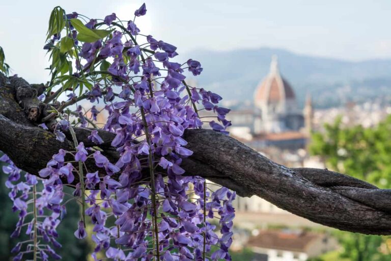 I giardini in fiore da visitare in primavera a Firenze: dal glicine all’iris