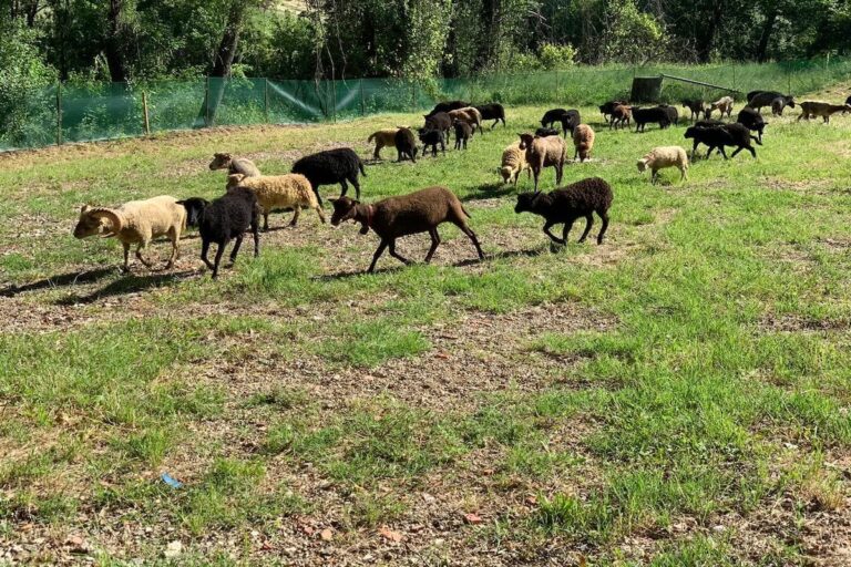 Bagno a Ripoli, arrivano le pecore giardiniere, tosaerba ecosostenibili