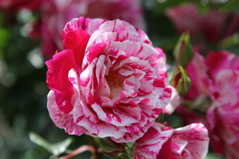 Dai bonsai alle piante grasse rare : arriva il Firenze Flower Show 2021