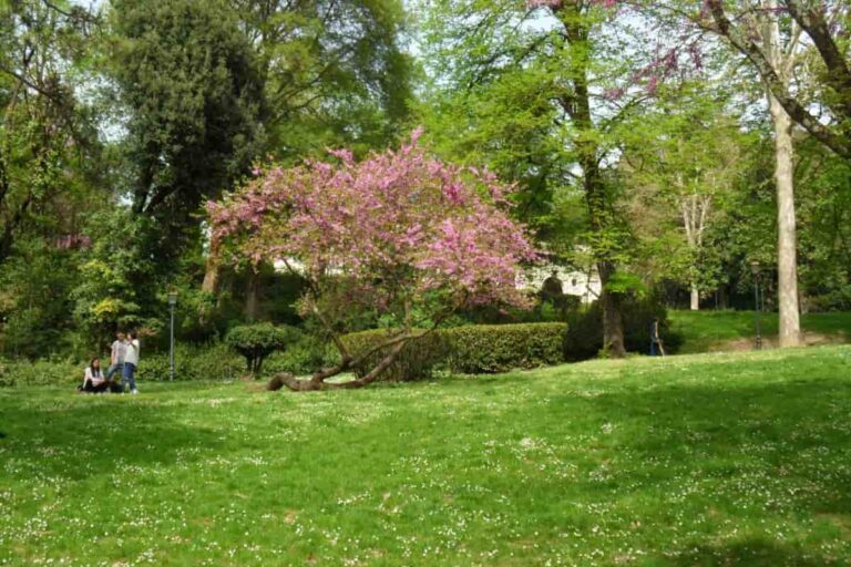Dona un albero a Firenze: torna l’iniziativa del Comune