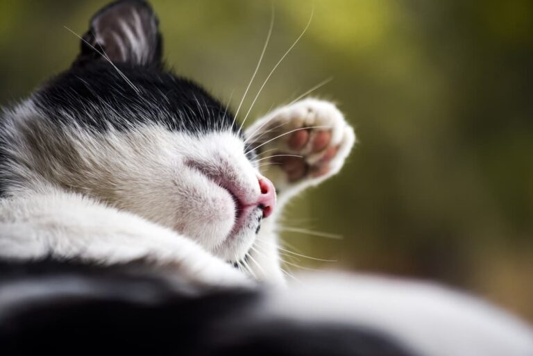 A Firenze il 10 ottobre torna l’Animal day, festa al giardino dell’Orticoltura