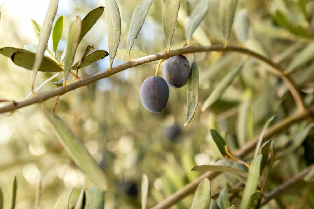 Adotta oliveta Firenze come funziona olio Comune