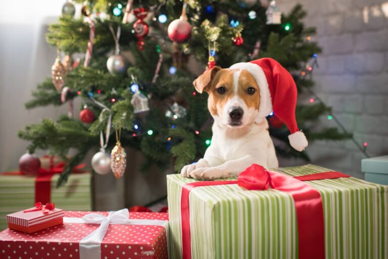 Parco degli animali di Firenze: l’11 e 12 dicembre arriva il Natale