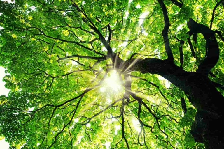 Campo di Marte, via Mannelli diventa più verde con 25 alberi anti-caldo