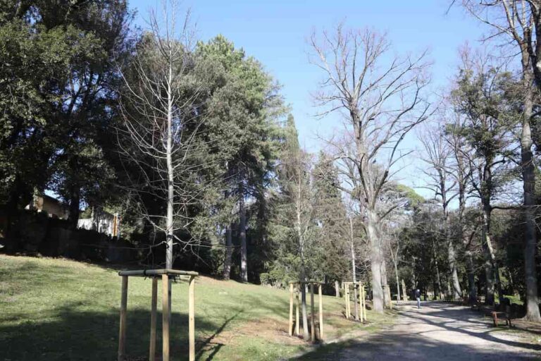 Villa Stibbert, nuovo look con sette nuovi alberi