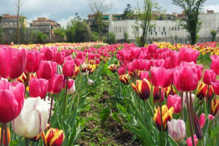 Il parco dei tulipani cresce: Wander and Pick 2022 a Scandicci e Sesto