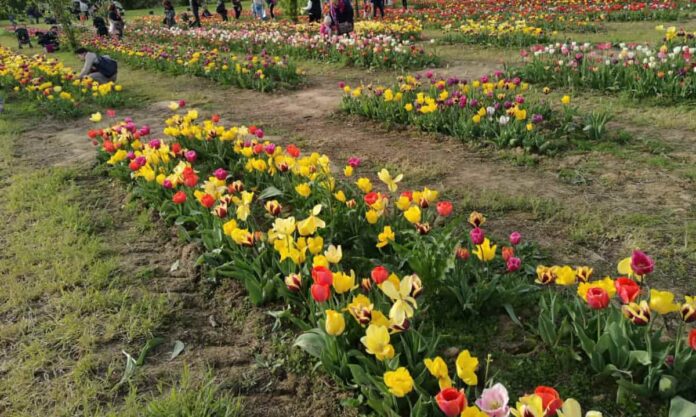 parco dei tulipani firenze