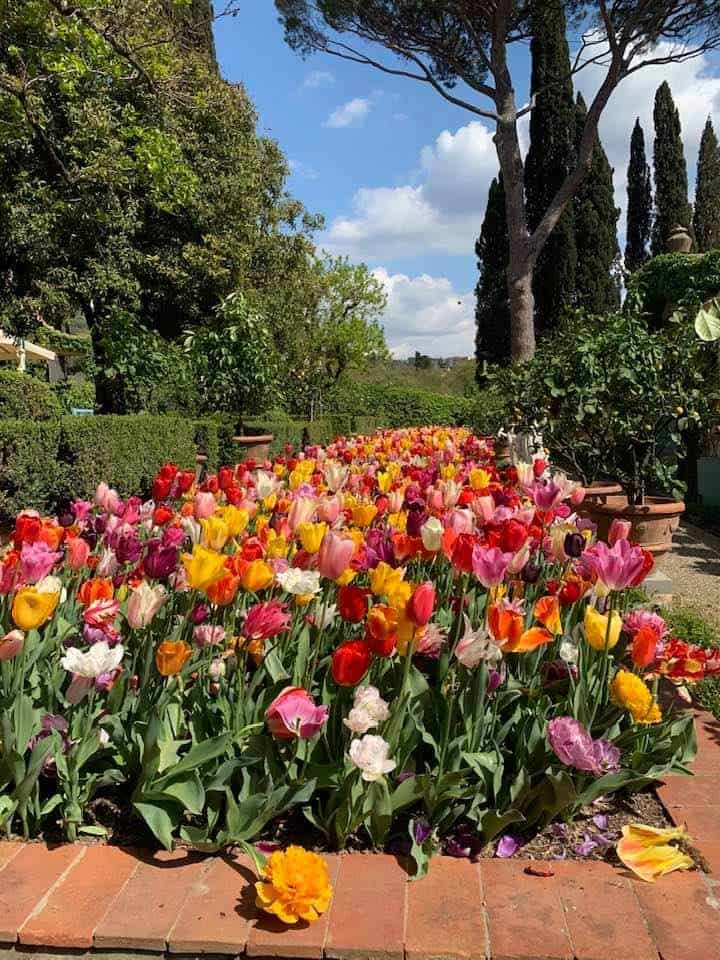 parco dei tulipani Sesto Fiorentino