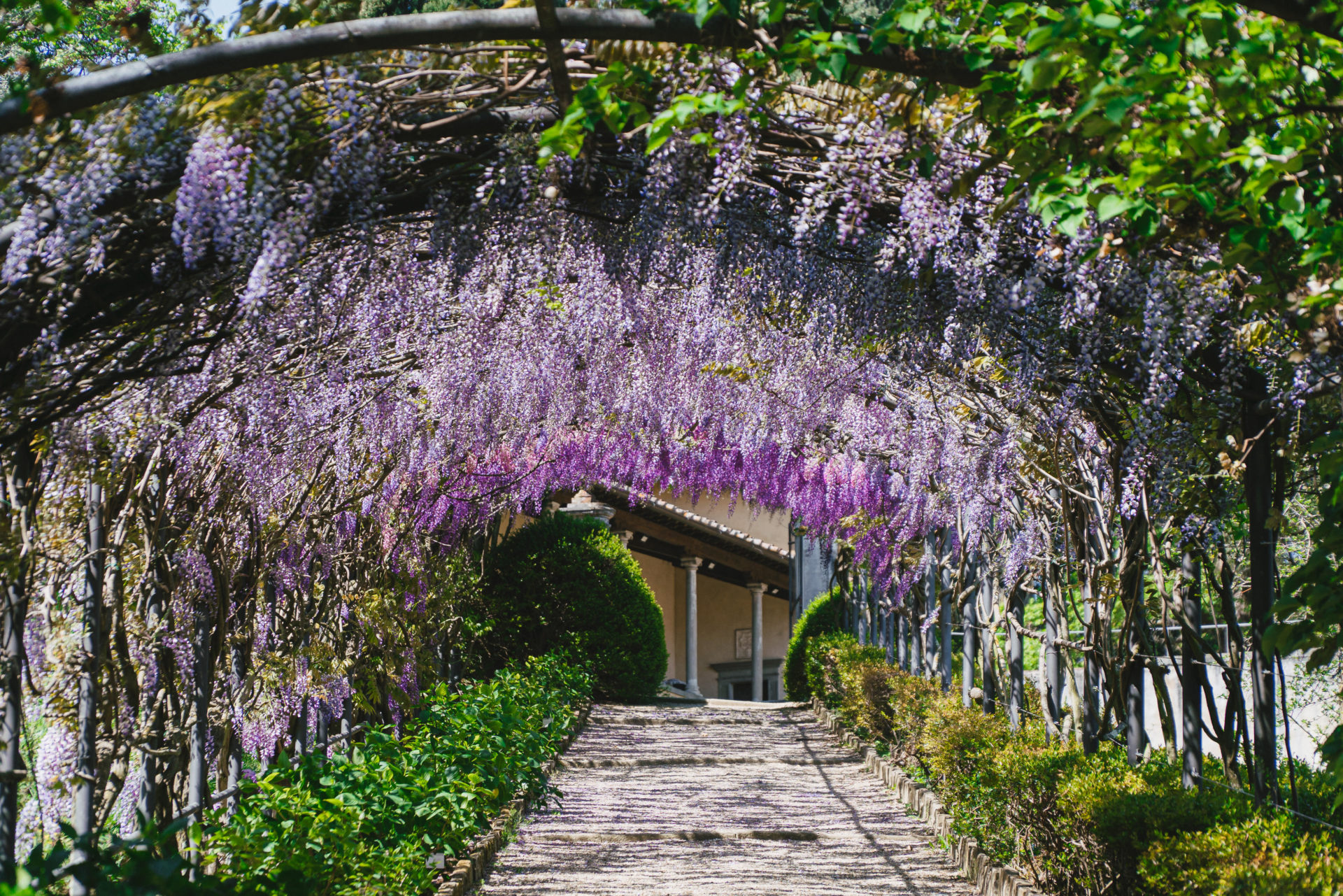Villa Bardini glicine fioritura