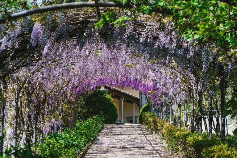 Glicine a Villa Bardini: ad aprile la fioritura 2022