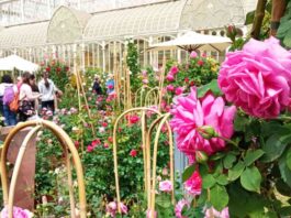 mostra fiori firenze 2022 giardino orticoltura