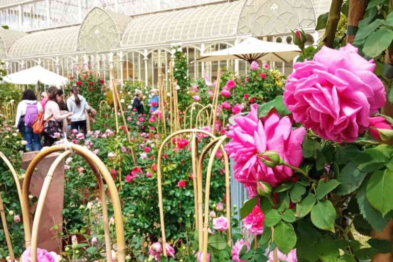 Mostra fiori Firenze 2022: all’Orticoltura 9 giorni di eventi -FOTO