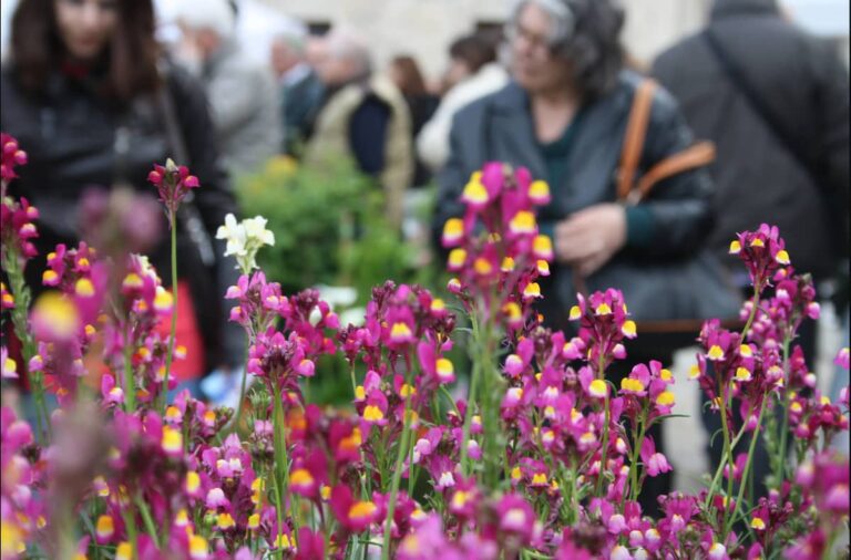 Firenze Flower Show 2022: torna la mostra dei fiori nel giardino Corsini