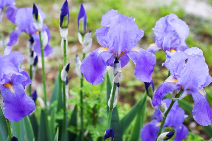 giardino dell'iris firenze