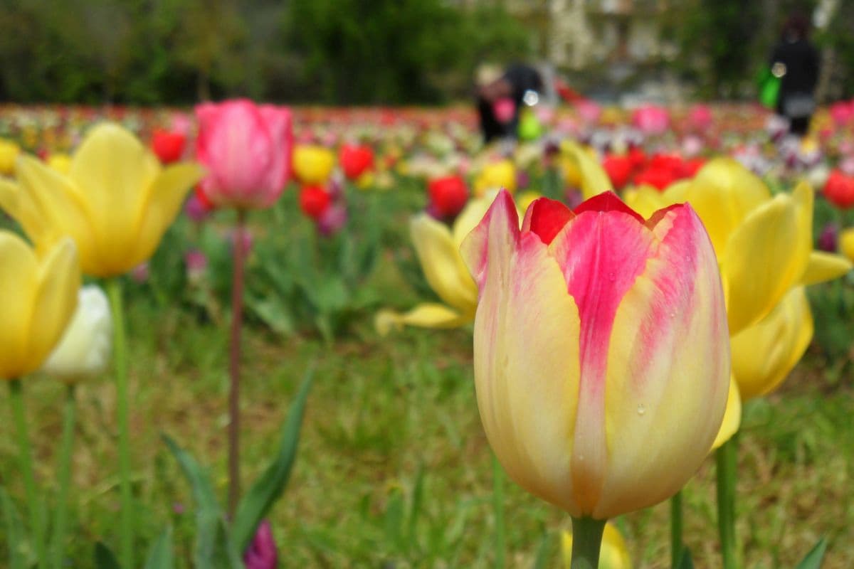 Wander and pick parco tulipani scandicci