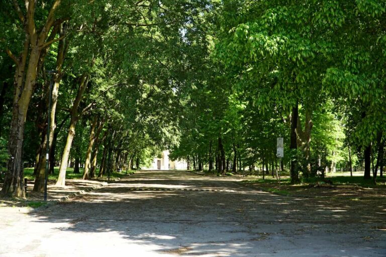 Controlli degli alberi a Firenze, via al piano del Comune