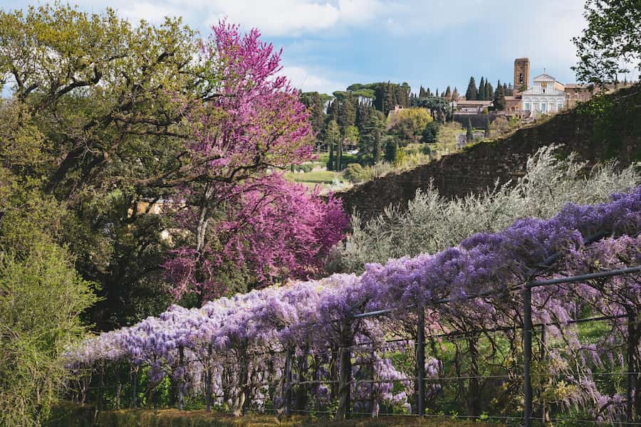 Glicine Villa Bardini quando fioritura 2023