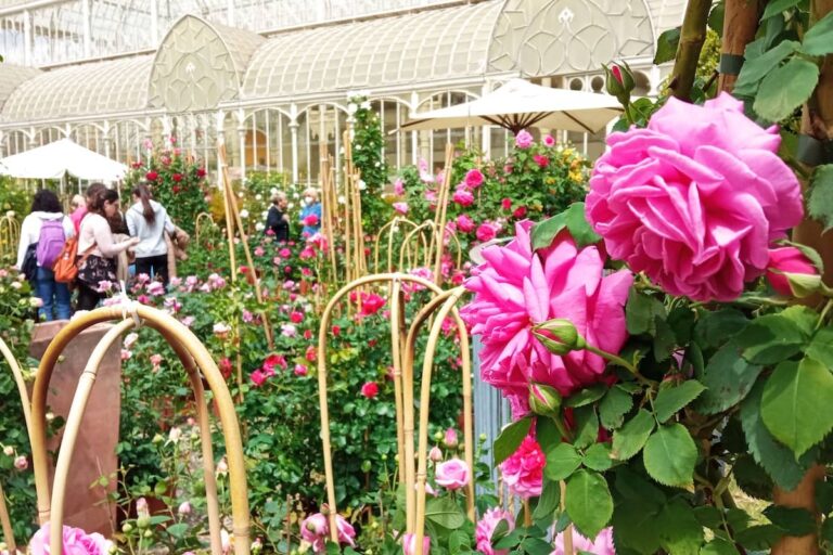 Mostra dei fiori 2024 a Firenze: la colorata fiera nel giardino dell’Orticoltura