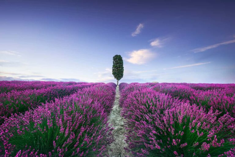 Fioritura dei campi di lavanda in Toscana: eventi, luoghi e curiosità