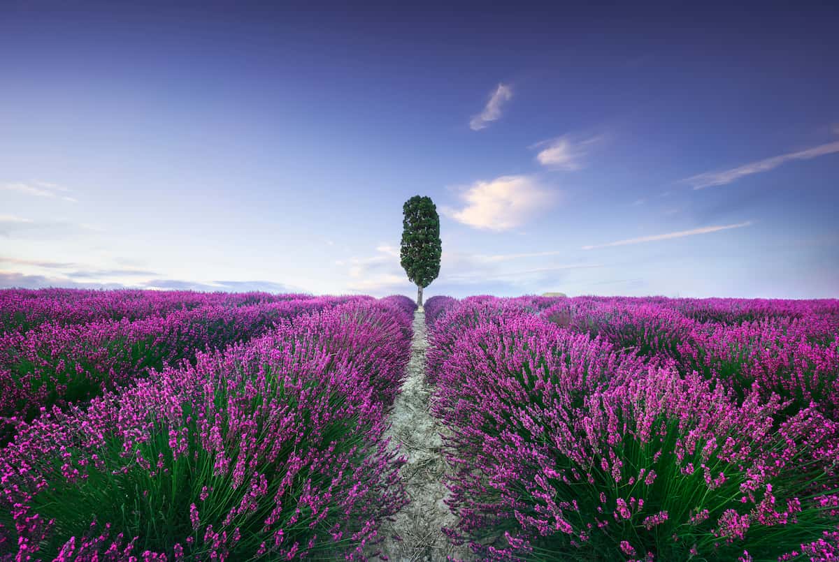 lavanda campi toscana