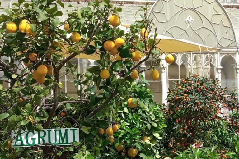 Mostra dei fiori a Firenze: all’Orticoltura l’evento autunnale