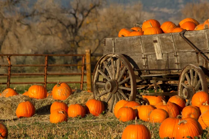 Pumpkin patch campo zucche Halloween