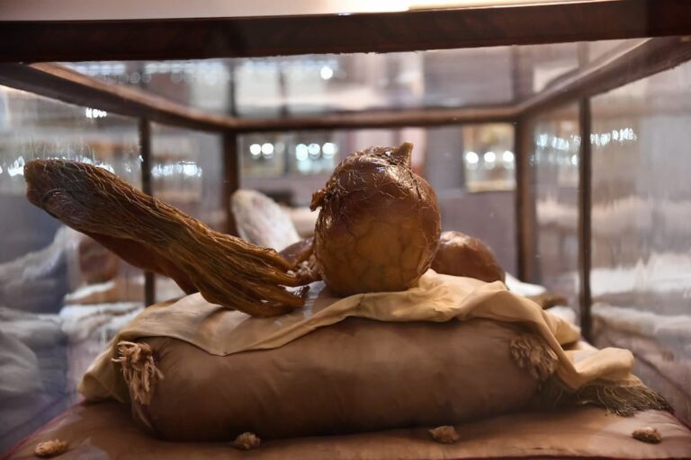 Il Museo della Specola riapre per i 100 anni dell’Università di Firenze