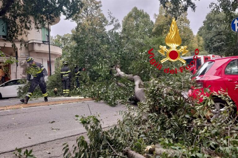 Albero caduto a Firenze Sud: grossa pianta crolla in viale Giannotti