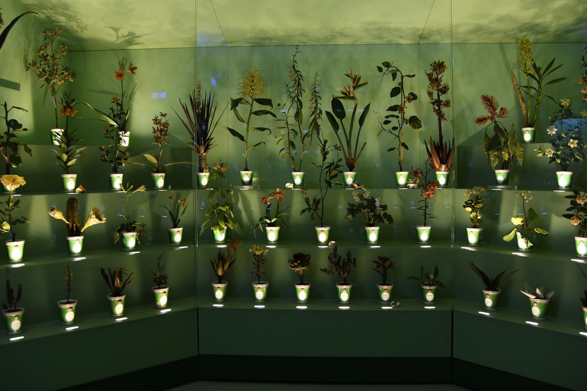 Cere botaniche riapertura museo specola Firenze