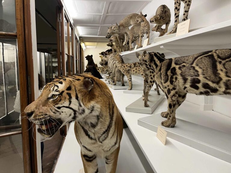 Riapertura del Museo della Specola di Firenze: come visitarlo