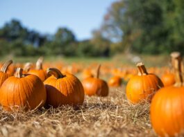 Pumpkin patch campo villaggio zucche Toscana