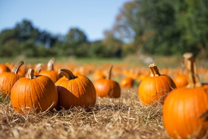 Pumpkin patch campo villaggio zucche Toscana