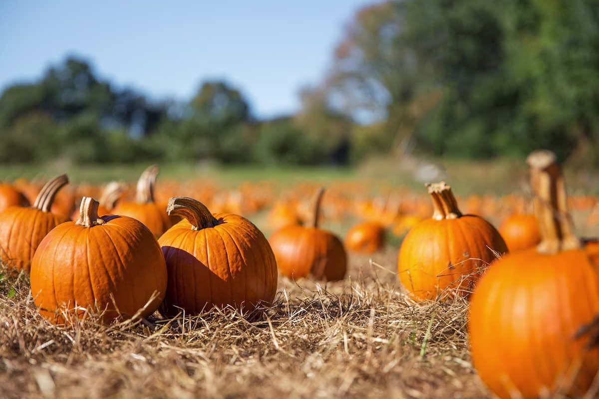 Cosa fare questo weekend a Firenze (24-25 ottobre) 7 Halloween Pumpkin patch campo villaggio zucche Toscana