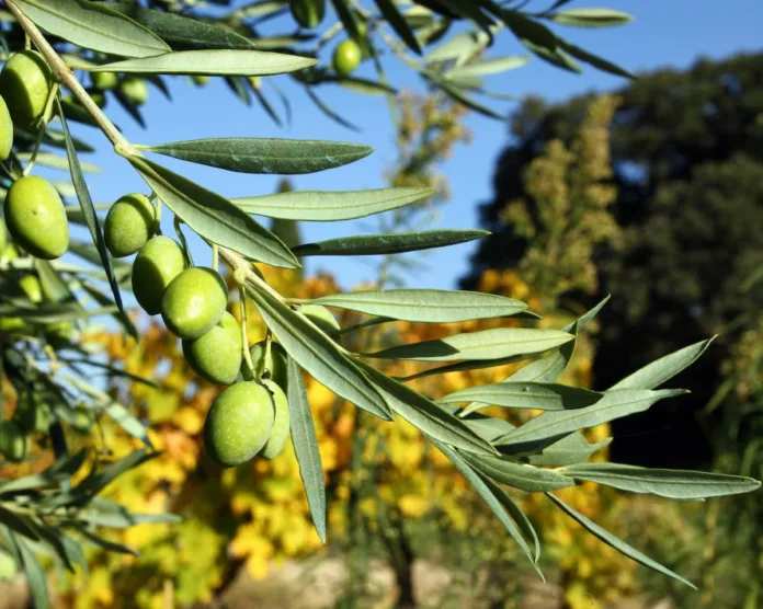 Olio Toscana