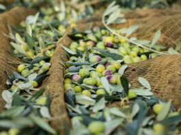 Olio nuovo Toscana