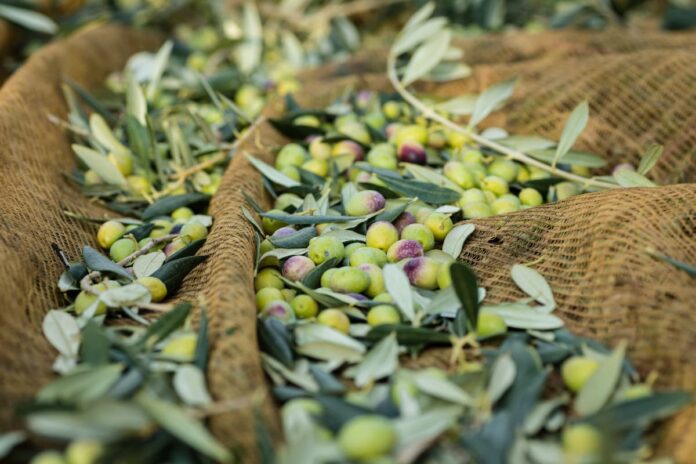 Olio nuovo Toscana