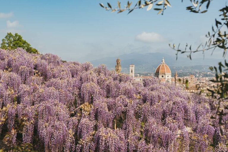 Fioritura del glicine di Villa Bardini 2026