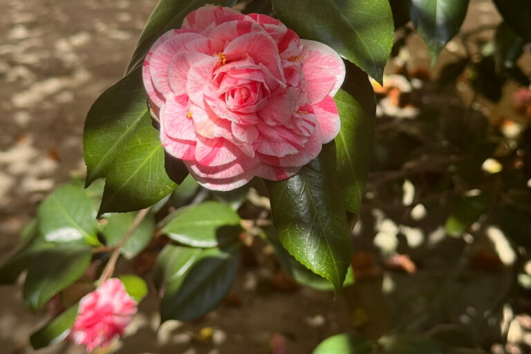 Nel Giardino di Boboli è aperto il Giardino delle Camelie