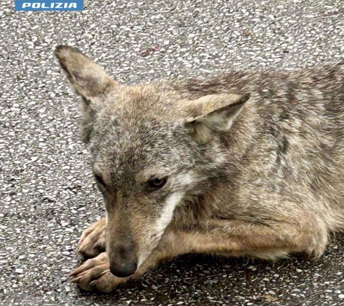 cucciolo di lupo