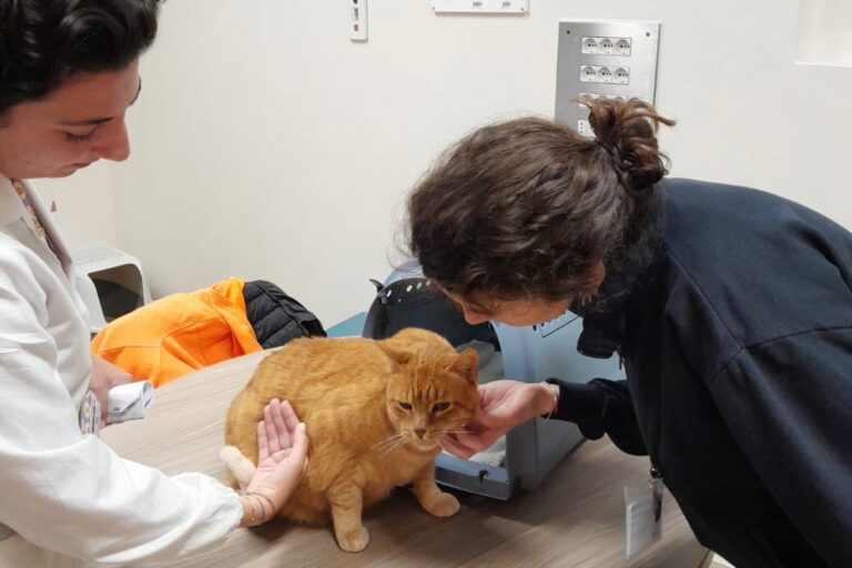Pet therapy: il gatto Pitagora entra al Meyer