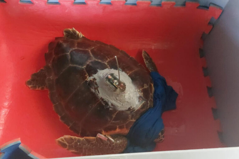 La tartaruga marina Dede torna in mare a Viareggio
