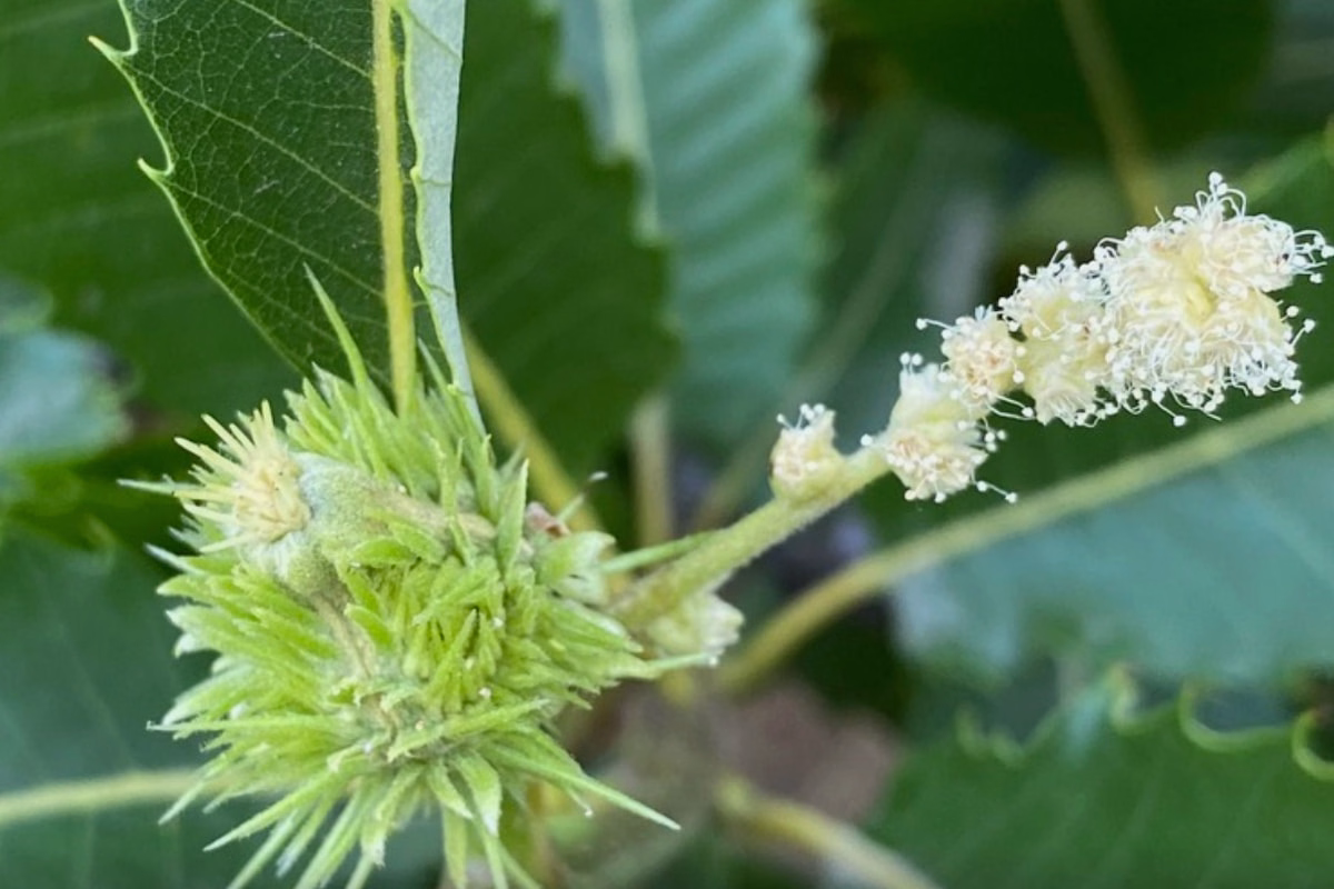 Cosa fare questo weekend a Firenze (18-19 luglio) 6 Fiore di castagno e riccio