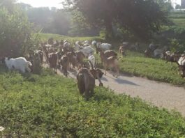 Capre all'Isolotto